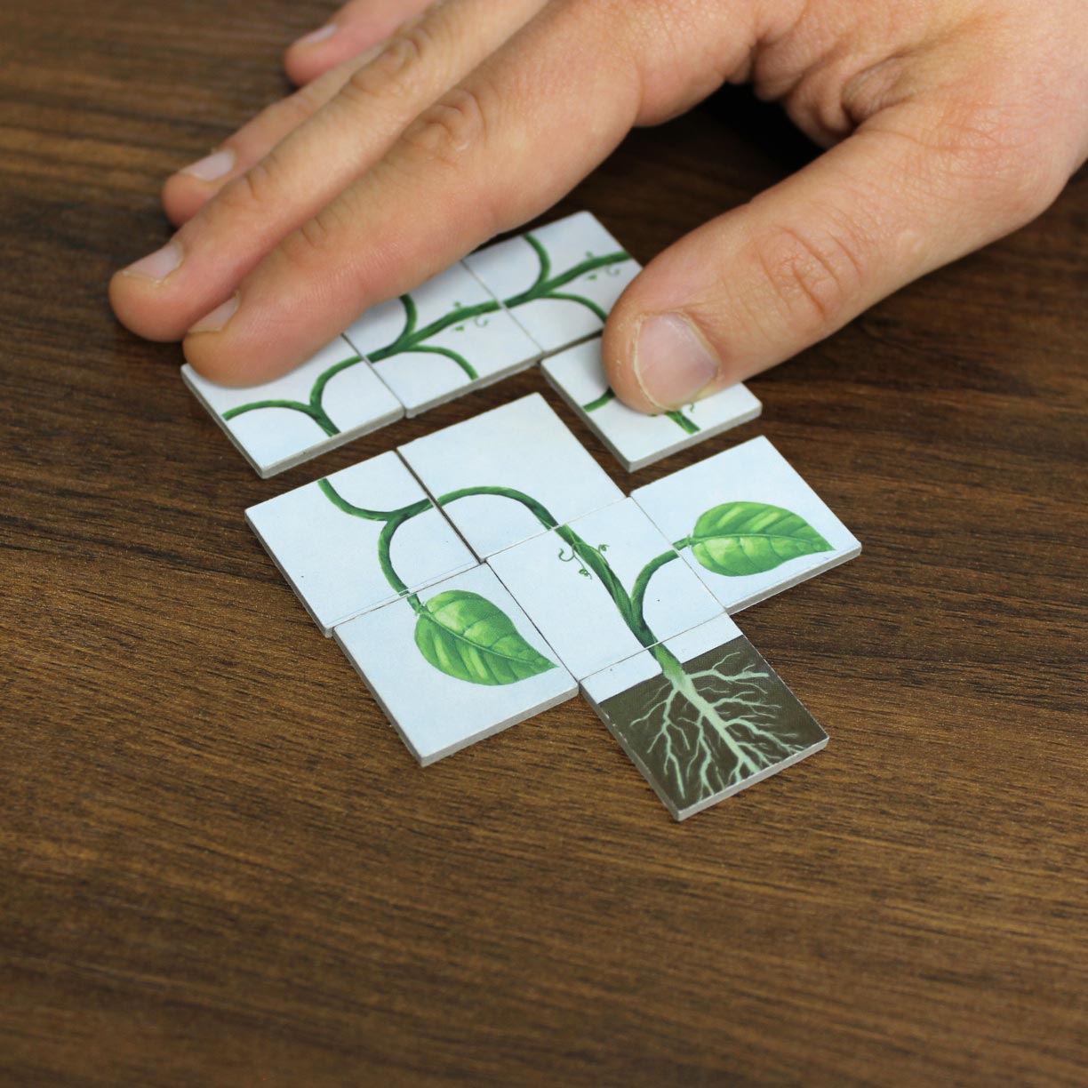 Vine Base Game (Standard) - Image 5